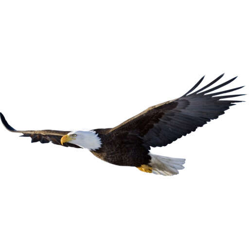 bald eagle flying through the air