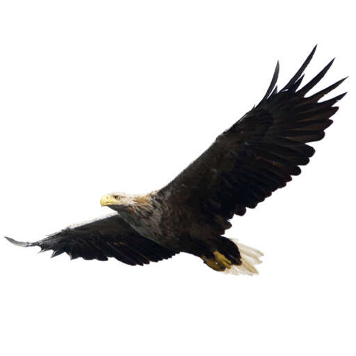 bald eagle flying in sky