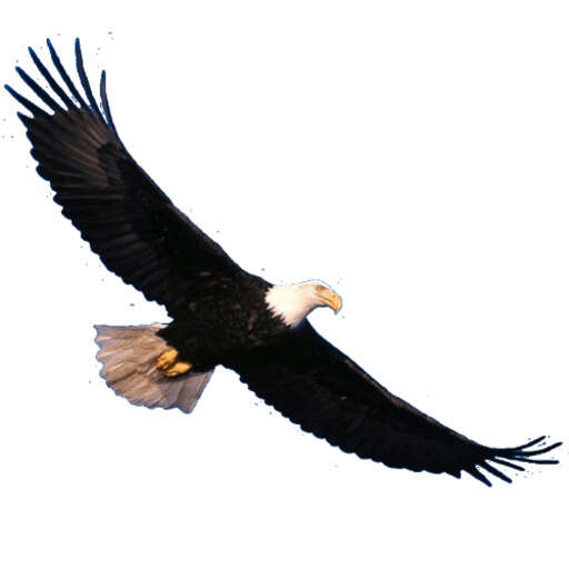 bald eagle soaring in sky