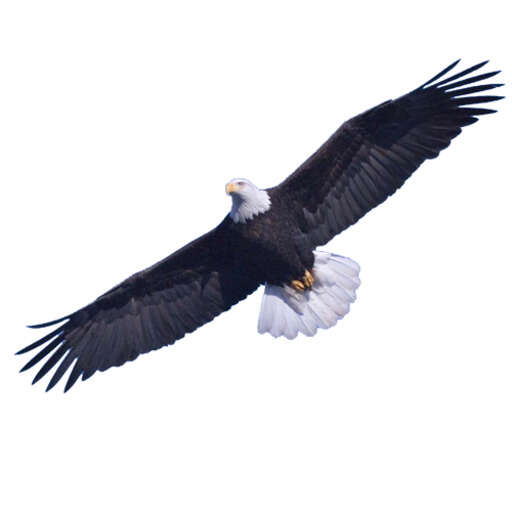 bald eagle soaring in sky