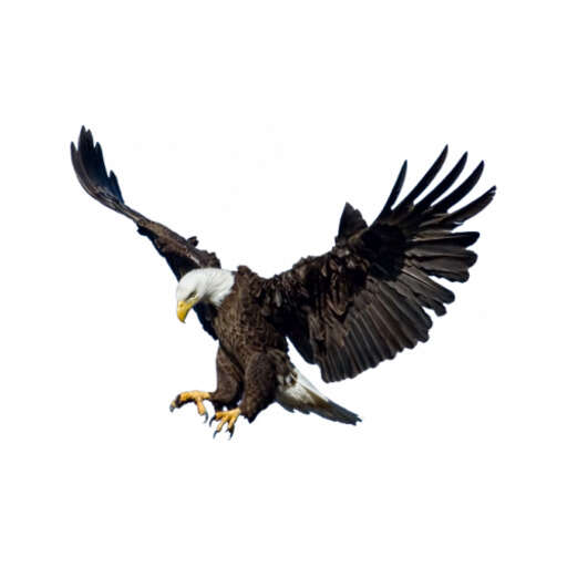 bald eagle flying through the air