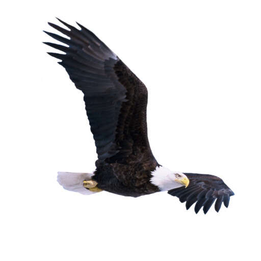 bald eagle flying through the air