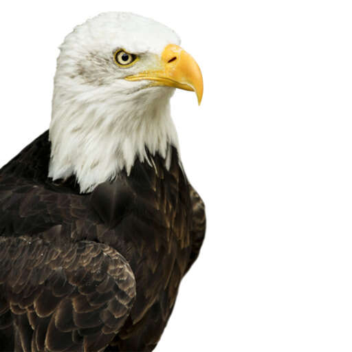 bald eagle with yellow beak