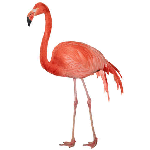 an image of a pink flamingo standing in front of a white