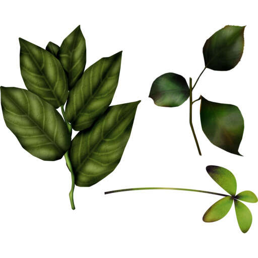 a plant with green leaves and a white background