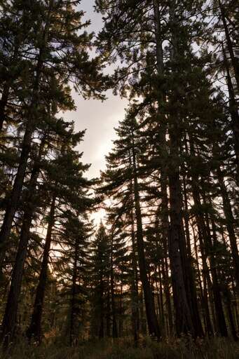 forest silhouette at sunset
