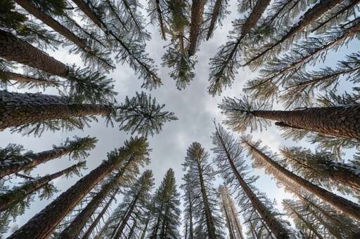 a white sky framed by coniferous forest in winter