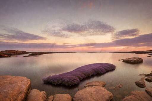 purple plant in middle of a body of water