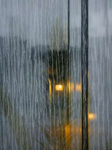 rain soaked window with plant in foreground