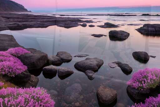 rocky beach with purple flowers in foreground 19