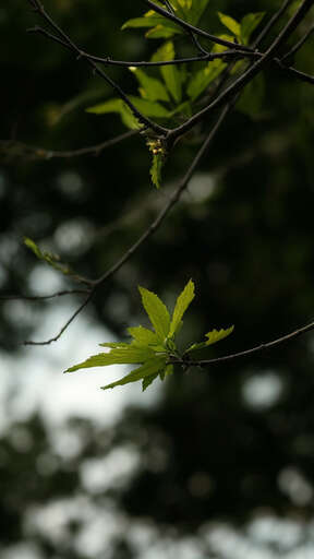 green leaf on tree branch
