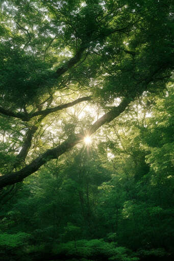 sun shines through the branches of a tree