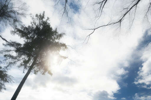 sun shining through the branches of a tree