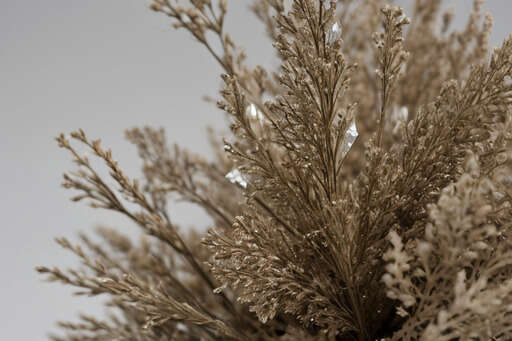 A Close Up Of A Plant With Water Droplets On It 01