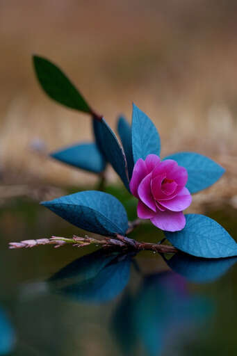 A Pink Flower That Is Sitting On A Branch In The Water