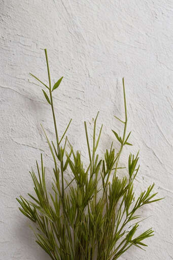A Plant That Is Growing Out Of A Vase On The Wall