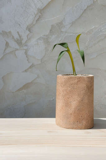 A Plant That Is Sitting In A Pot On A Table 03