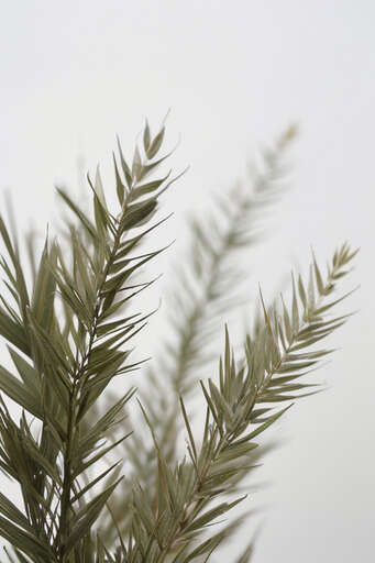Branch Of A Palm Tree In Front Of A White Sky