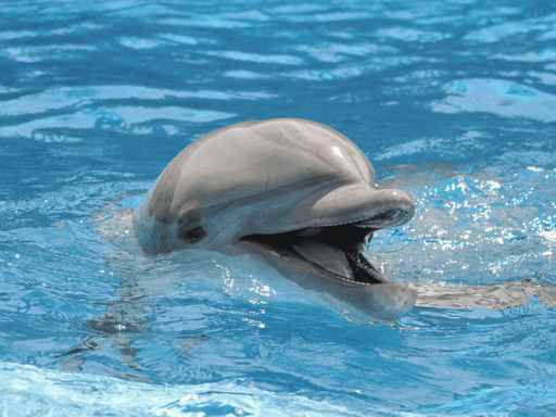 Common Bottlenose Dolphin Wholphin Pantropical Spotted Atlantic Indo