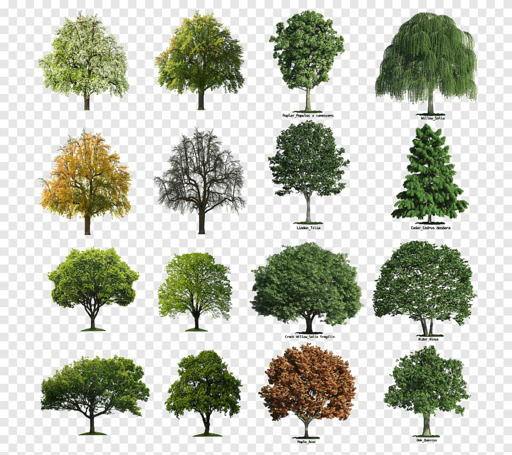 Seasons Tree Maple Leaf