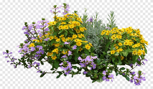Yellow And Purple Petaled Flowers Shrub Flower Garden