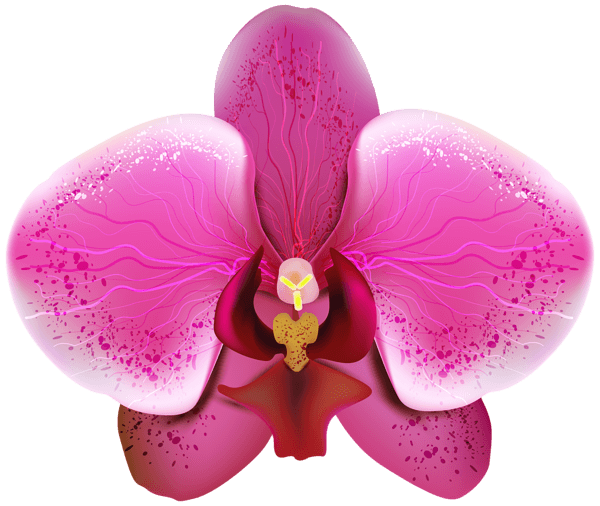 an orchid flower with pink petals on a white background